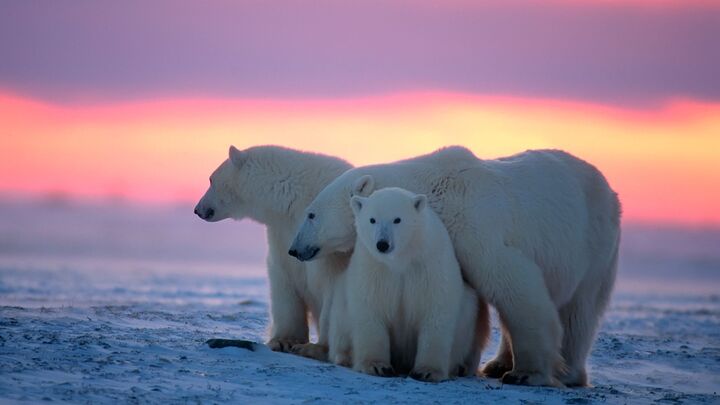 Die Reise der Eisbären